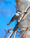 Chickadee on branch