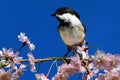 Chickadee With Cherry Blossoms Royalty Free Stock Photo