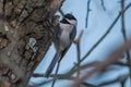 Chickadee climbing a tree