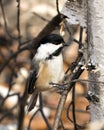 Chickadee photo stock. Chickadee close-up profile view perched on a birch branch with blur background in its environment and