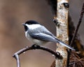 Chickadee Photo and Image. Close-up profile view perched on a birch branch with blur background in its environment and habitat