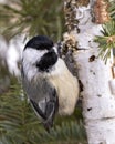 Chickadee Photo and Image. Close-up profile view perched on a birch tree with a blur corniferous background in its environment