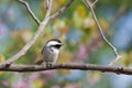 Chickadee in Colorful Springtime Forest