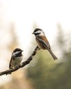 Chickadee Conversations Royalty Free Stock Photo