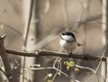 Chickadee disambiguation Royalty Free Stock Photo