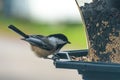 Chickadee eating at bird feeder