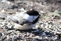 Chickadee Eating Royalty Free Stock Photo