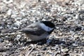 Chickadee Eating Royalty Free Stock Photo