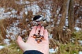 Chickadee eating from hand