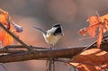 Chickadee during fall Royalty Free Stock Photo