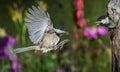 Chickadee feeding chicks