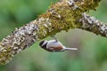 Chickadee finds a bug on the underside of a moss and lichen covered Garry Oak branch