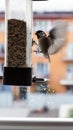 Chickadee in flight approaching bird feeder with seeds Royalty Free Stock Photo