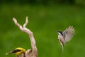 Chickadee in flight while a Goldfinch is perched Royalty Free Stock Photo