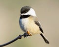 Chickadee Fluffy Close Up Isolated Portrait Royalty Free Stock Photo