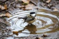 chickadee fluttering in a small rainwater puddle Royalty Free Stock Photo