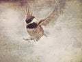 Chickadee flying illustration with texture