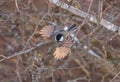Chickadee flying off a twig