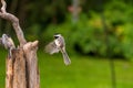 Chickadee flying towards a branch