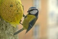 Chickadee with food Royalty Free Stock Photo