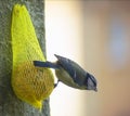 Chickadee with food Royalty Free Stock Photo