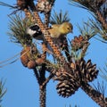 Chickadee and goldfinch Royalty Free Stock Photo