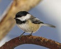 Chickadee Image and Photo. Close-up side view perched on a branch with a blur forest background in its habitat surrounding and Royalty Free Stock Photo