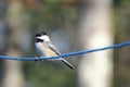 Chickadee on a line