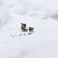 Chickadee pecks food in snow Royalty Free Stock Photo