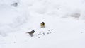 Chickadee pecks food in snow Royalty Free Stock Photo