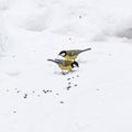 Chickadee pecks food in snow Royalty Free Stock Photo