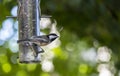 A Chickadee Perched on a Backyard Bird Feeder