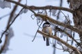 Chickadee perched on bare, snowy tree Royalty Free Stock Photo