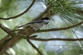 North Carolina Chickadee Royalty Free Stock Photo