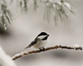 Chickadee Photo. Image. Perched on a branch with snow and blur background with open beak and enjoying its environment and habitat