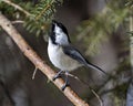 Chickadee Photo and Image. Close-up perched on a spruce branch looking towards the sky its habitat and environment surrounding,