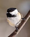 Chickadee Photo and Image. Close-up profile front view perched on a tree branch with blur background in its envrionment and