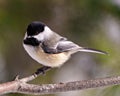 Chickadee Photo and Image. Close-up profile front view perched on a tree branch with blur background in its envrionment and