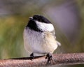 Chickadee Photo and Image. Close-up profile front view perched on a tree branch with blur coniferous background in its Royalty Free Stock Photo