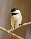 Chickadee Photo and Image. Close-up profile front view perching on a tree branch with blur brown background in its envrionment and Royalty Free Stock Photo