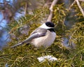 Chickadee Photo and Image. Close-up profile side view perched on a coniferous tree branch with snow in its environment and habitat Royalty Free Stock Photo