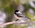 Chickadee Photo and Image. Close-up profile side view perched on a tree branch with blur background in its envrionment and Royalty Free Stock Photo