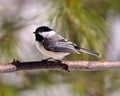Chickadee Photo and Image. Close-up profile side view perched on a tree branch with blur coniferous background in its envrionment Royalty Free Stock Photo