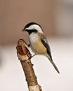 Chickadee Photo and Image. Close-up profile side view perched on a twig with blur background in its envrionment and habitat Royalty Free Stock Photo