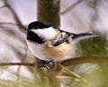 Chickadee Photo and Image. Close-up profile side view perching on a tree branch with blur forest background in its envrionment and