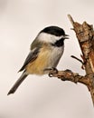 Chickadee Photo and Image. Close-up profile side view perching white background in its environment displaying open beak Royalty Free Stock Photo