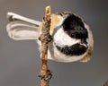 Chickadee Photo and Image. Close-up profile view hanging on a twig with gray background displaying open beak and tongue in its Royalty Free Stock Photo