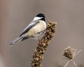 Chickadee Photo and Image. Close-up profile view perched on a branch with snow with a blur background in its environment and