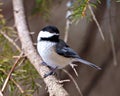 Chickadee Photo and Image. Close-up profile view perched on a coniferous tree branch in its environment and habitat surrounding Royalty Free Stock Photo