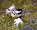 Chickadee Photo and Image. Close-up profile view perched on a coniferous tree branch with snow in its environment and habitat Royalty Free Stock Photo